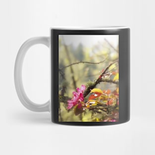 red Malus 'Radiant' crab apple blossoms #10 Mug